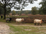 Paardenslenkte